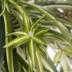 Plante araignée artificielle en pot suspendu, 30 x 22″