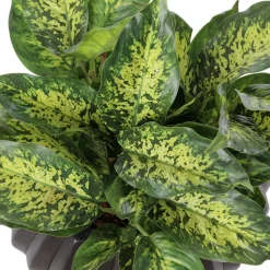 Plante artificielle aglaonéma en pot sur pied, 20 x 12″