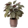 Plante artificielle calathéa bourgogne en pot, 30 x 22″