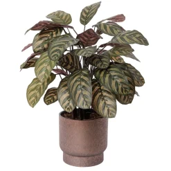 Plante artificielle calathéa bourgogne en pot, 30 x 22″