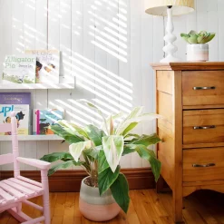 Plante artificielle, cordyline au toucher réel, 28″