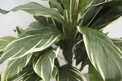 Plante artificielle cordyline, 36,5&Prime;