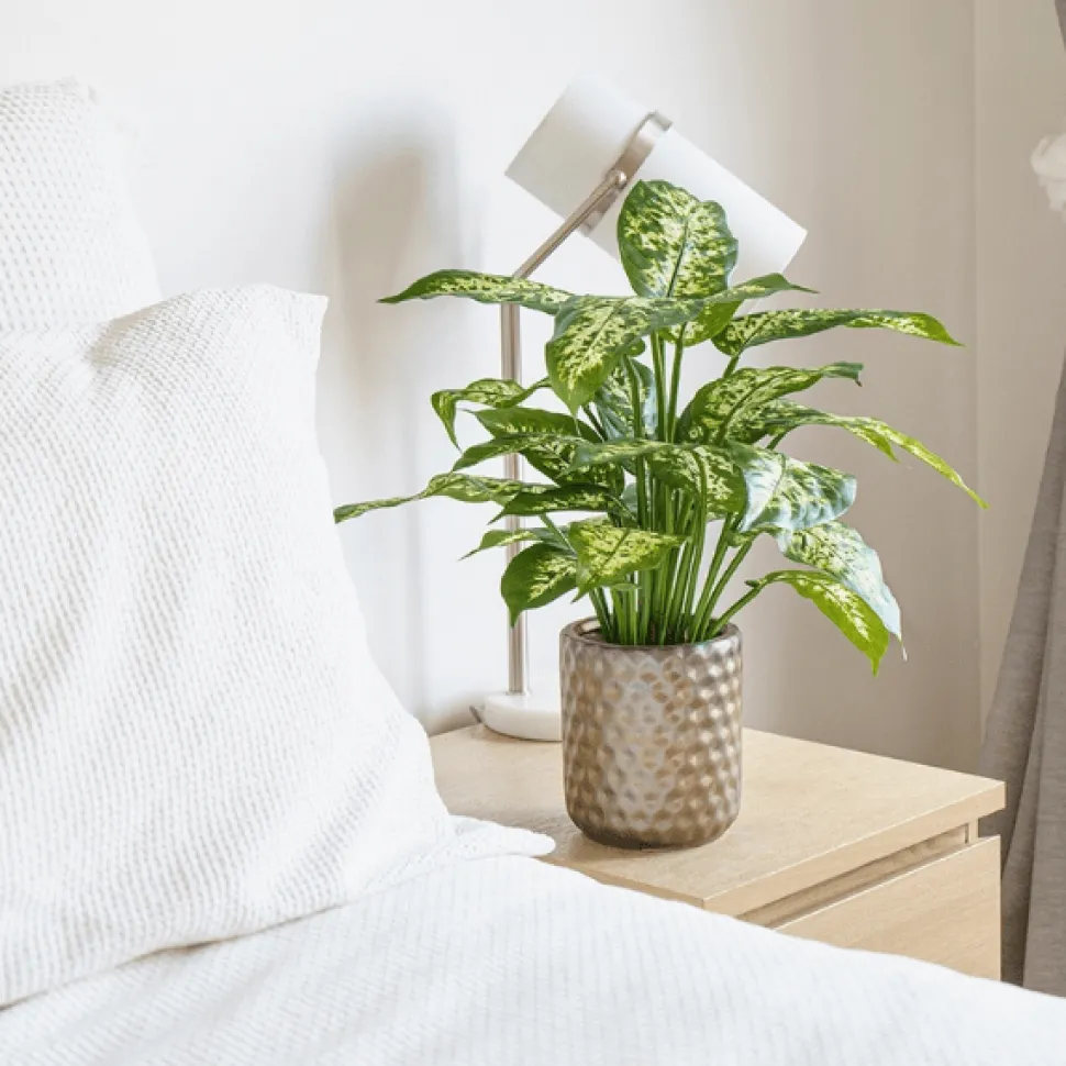 Plante artificielle de dieffenbachia, 19″