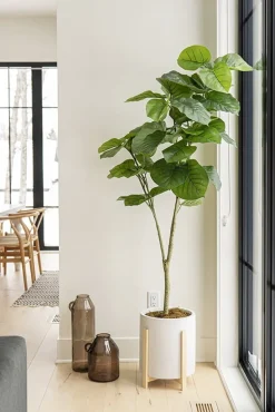 Plante artificielle de ficus rumphii, 72″