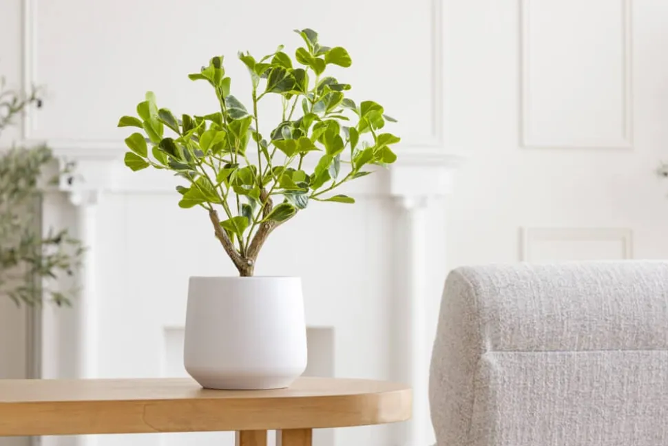 Plante artificielle figuier panaché, 16″