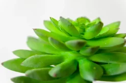 Plante artificielle succulente, 8″