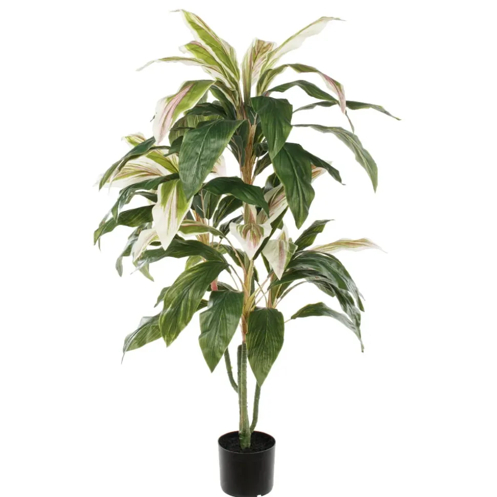 Plante cordyline verte et crème, 55″