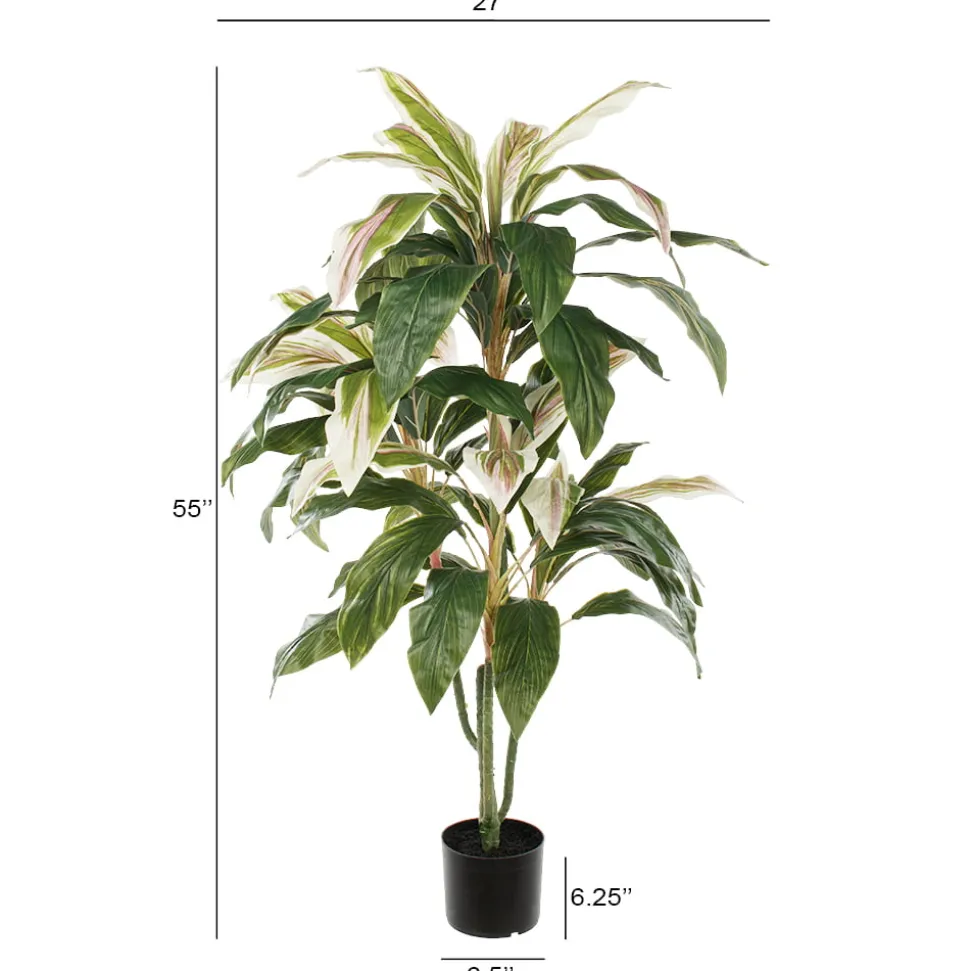 Plante cordyline verte et crème, 55″