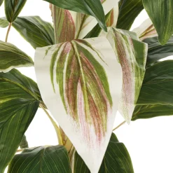 Plante cordyline verte et crème, 55″