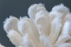 Plante grasse blanche artificielle, 6″