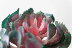 Plante grasse mauve 6″