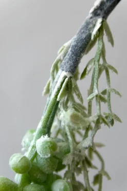 Plante grasse retombante 18″