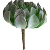 Plante grasse vert de gris 6″