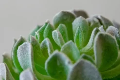 Plante grasse vert de gris 6″