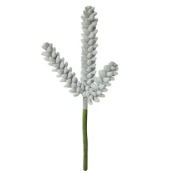 Plante grasse vert de gris 11″