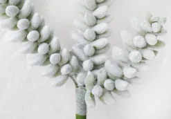 Plante grasse vert de gris 11″