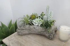 Plante grasse vert de gris 11″