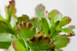 Plante succulente vert lime 12″