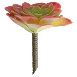 Plante succulente verte et rose 5″