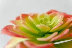 Plante succulente verte et rose 5″