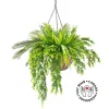 Plante suspendue extérieure de cycas et verdure, 32 x 26″