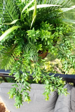 Plante suspendue extérieure de cycas et verdure, 32 x 26″