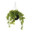 Plante suspendue, pothos