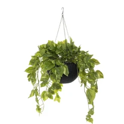 Plante suspendue, pothos