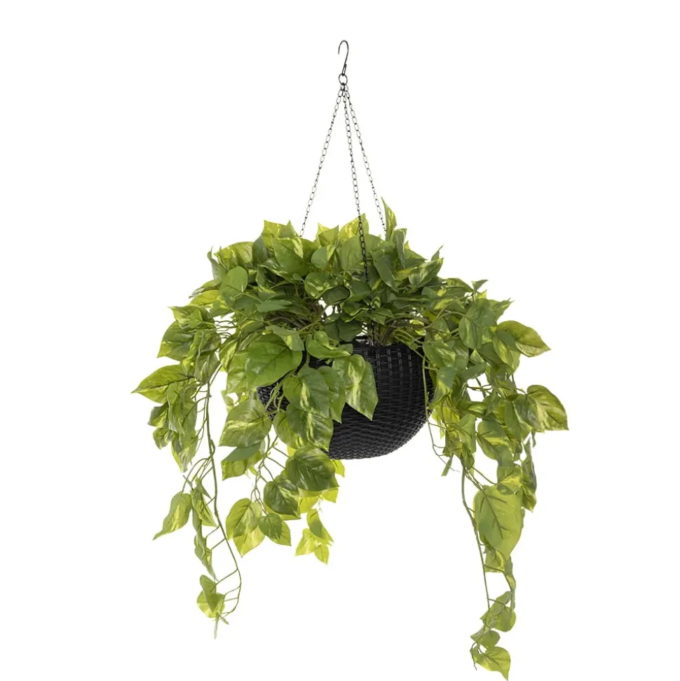 Plante suspendue, pothos