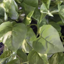 Plante suspendue, pothos