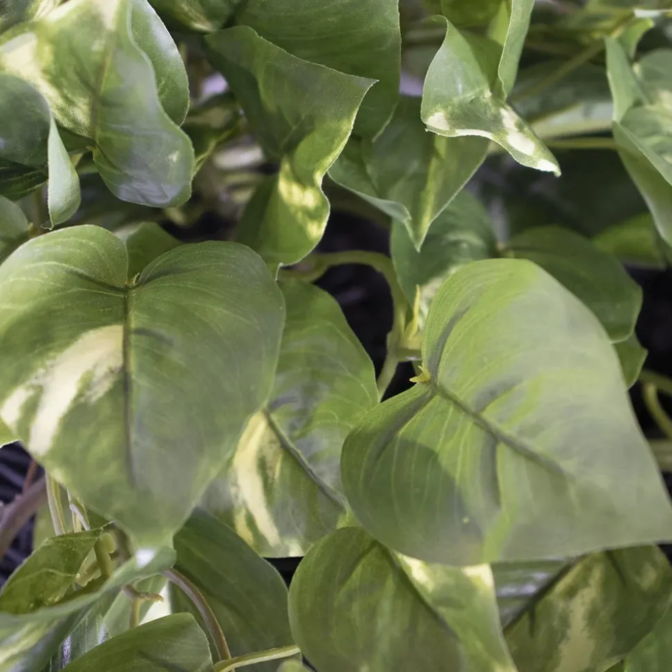 Plante suspendue, pothos