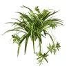 Plante-araignée au toucher réel, 32″