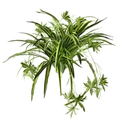 Plante-araignée au toucher réel, 32″