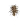 Plumes brunes sur tige, 29,5″