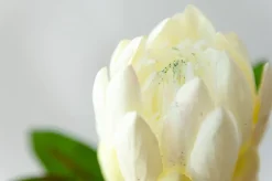 Protéa king blanc sur tige 21″