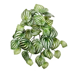 Real touch artificial watermelon peperomia, 13″