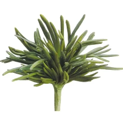 Real-touch artificial dudleya edulis succulent, 10"