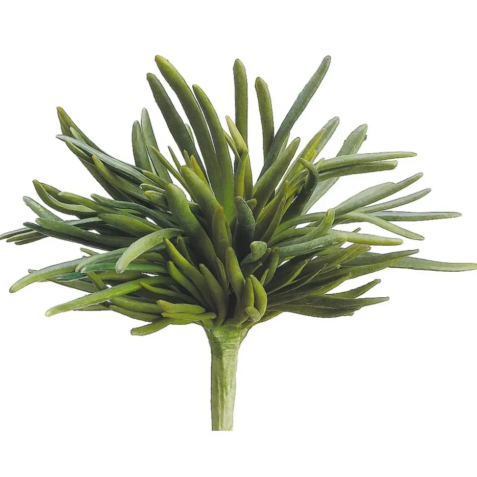 Real-touch artificial dudleya edulis succulent, 10"
