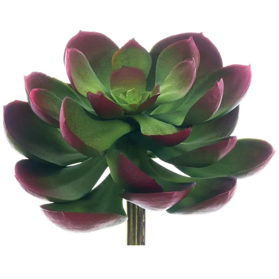 Real-touch artificial green and burgundy echeveria, 5"