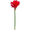 Red Amaryllis, 27″