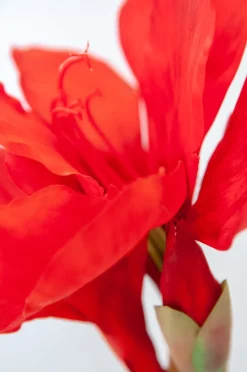 Red Amaryllis, 27″