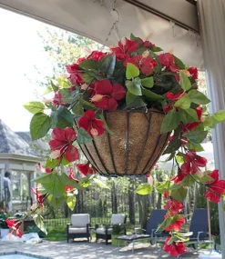 Red and white hibiscus outdoor hanging flower basket, 24 x 22″