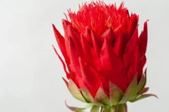 Red Artichoke Flower, 33″
