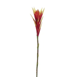 Red Hawaiian Bromeliad, 31″