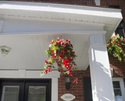 Red hibiscus outdoor hanging flower basket, 24 x 22″