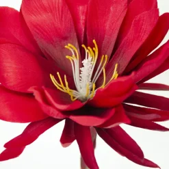 Red Night Blooming Flower, 32″