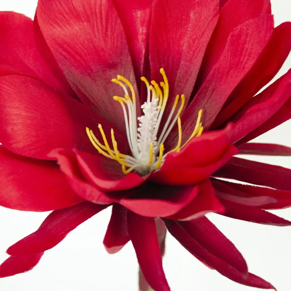 Red Night Blooming Flower, 32″