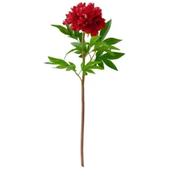 Red Peony, 26″