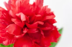 Red Peony, 26″