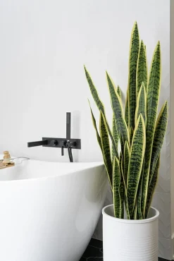 Sansevieria trifasciata artificielle, 47″